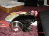 Sophie napping in her food bowl-album-5-042.jpg