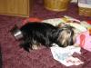 Sophie napping in her food bowl-album-5-044.jpg