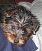 Meet Bentley :)-bentley-005.jpg