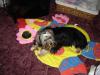Sophie napping in her food bowl-album-5-004.jpg