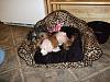 Here is my new baby Suki!!!!!-sheeba-her-new-bed.jpg