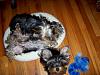 How many puppies will fit in one Xsmall donut bed?-puppies1.jpg