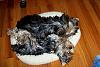 How many puppies will fit in one Xsmall donut bed?-puppies3.jpg