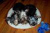 How many puppies will fit in one Xsmall donut bed?-puppies4.jpg