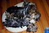 How many puppies will fit in one Xsmall donut bed?-puppies5.jpg
