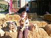 An afternoon at the barn-avila-barn-kendra-9-14-08-050.jpg