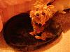 In their dog beds-tristan-bed-006-rsz.jpg