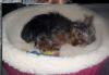 Your Yorkie Pics and weight-pita-bed.jpg