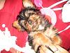 My little sweet Mahina-bellyrub.jpg