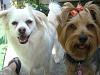 New pic's of Brownie & His Brother's!-cimg0167.jpg