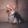 Your Yorkie Pics and weight-brindille.jpg