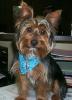 Your Yorkie Pics and weight-bailey3.jpg