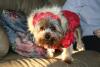 Macho boy in girlie coat-img_8344.jpg