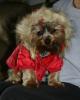 Macho boy in girlie coat-img_8348.jpg