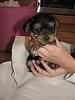 New pic from breeder!-babadog-22-09-08.jpg