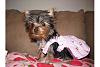 Dora Jolie and her brother Joey Pup.. * PICS *-add4.jpg