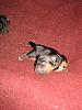 And here are the puppies @ 3 days old!!!!-img_5926.jpg