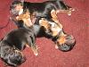 And here are the puppies @ 3 days old!!!!-img_5937.jpg