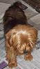 I adopted a Yorkie today!!-oh243_12001559-3-x.jpg