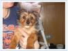 Your Yorkie Pics and weight-stewie2.jpg
