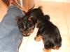 Introducing Hampton and Caesar!!-dscf2664-small-.jpg