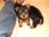 Introducing Hampton and Caesar!!-dscf2665-small-.jpg