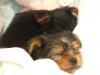 Introducing Hampton and Caesar!!-dscf2686-small-.jpg