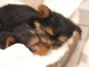 Introducing Hampton and Caesar!!-dscf2695-small-.jpg