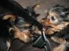 Introducing Hampton and Caesar!!-dscf2740-small-.jpg