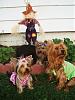 It's Toby's 1st Birthday...come join the fun-9-28-08-lexie-halle-toby-scarecrow.jpg