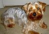 Light colored yorkies-l_f1b7ee427d40eb2db13542bf674fe689.jpg