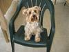 Light colored yorkies-picture-119.jpg