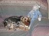 Light colored yorkies-picture-236.jpg