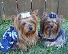 Cheering On the Dallas Cowboys!-cowboys.jpg