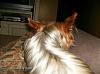 Light colored yorkies-lucy-resized.jpg