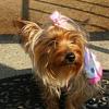 Light colored yorkies-lu-resized.jpg