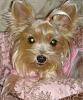 Light colored yorkies-dsc00045.jpg