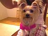 Light colored yorkies-picture-63.jpg
