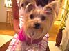 Light colored yorkies-picture-66.jpg