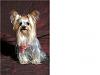 Light colored yorkies-getattachment0.jpg