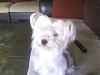 Light colored yorkies-boots.jpg