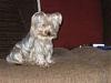 Light colored yorkies-th_021.jpg
