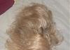 Light colored yorkies-picture-049.jpg