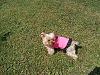 Light colored yorkies-mnms107.jpg