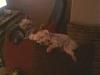 Light colored yorkies-th_photo-0006.jpg