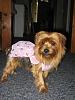 I adopted a Yorkie today!!-bellas-dress-006.jpg