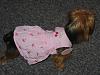 I adopted a Yorkie today!!-bellas-dress-001.jpg