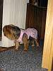 I adopted a Yorkie today!!-bellas-dress-004.jpg