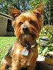 I adopted a Yorkie today!!-092708-003.jpg