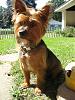 I adopted a Yorkie today!!-092708-005.jpg